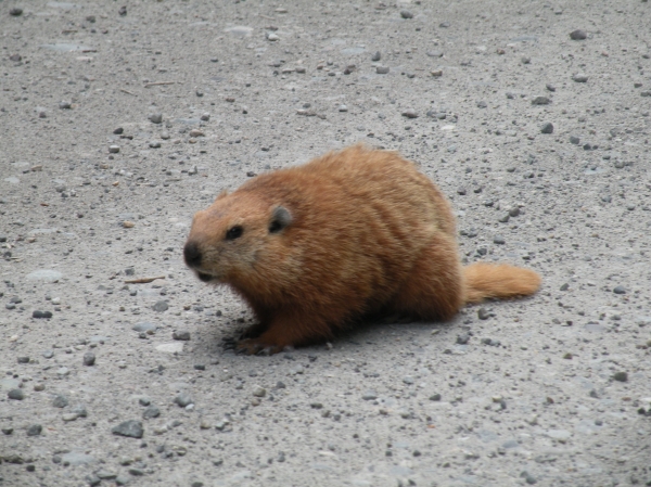 Photo of Marmota monax by Andrea Paetow